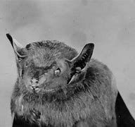 Image result for African Bat
