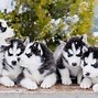 Image result for Alaskan Husky with Blue Eyes