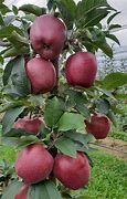 Image result for Apple Tree Nursery