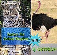 Image result for Explore the Animal Kingdom