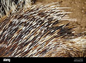Image result for Porcupine Spines