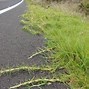 Image result for Kikuyu Grass Identification