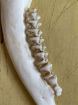 Image result for Whitetail Deer Jawbone
