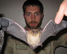 Image result for Baby Bats Nursing