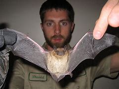 Image result for Desert Bat Flying