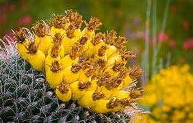 Image result for Edible Plants Arizona