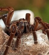 Image result for Goliath Bird Eating Spider Eggs