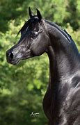 Image result for Black Arabian Horse