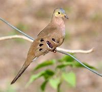 Image result for Uropelia Columbidae