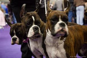 Image result for Dog Show Wicket