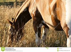 Image result for paint horse mare