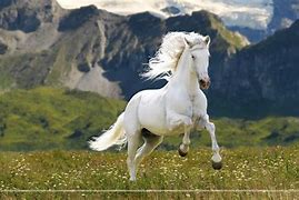 Image result for Baby Blue White Horse Background