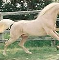 Image result for Gold Champagne Horse