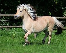 Image result for Miniature Draft Horses