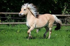 Image result for Short Draft Horse Breeds