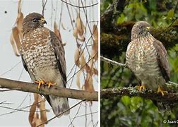Image result for Buteo platypterus