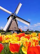Image result for Amsterdam Windmills and Tulips