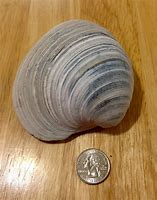 Image result for Southern Quahog Shell