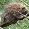 Image result for African Porcupine