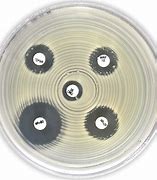 Image result for Antibiotic Disk