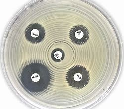 Image result for What's an Antibiotic Disk