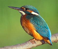 Image result for alcedo