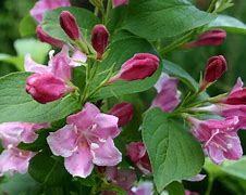 Image result for WEIGELIA STYRIACA