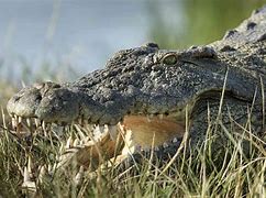 Image result for Top 5 Most Dangerous Animals