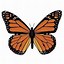 Image result for Extra Large Butterfly Template Printable