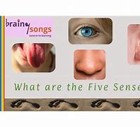 Image result for 5 Senses Stem