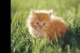 Image result for Munchkin Cat Baby Kitten