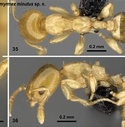 Afbeeldingsresultaten voor "typhlotanais Brevicornis". Grootte: 182 x 180. Bron: zookeys.pensoft.net