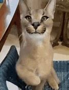 Image result for Caracal Cat Meme