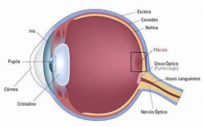 Image result for Retina Del Ojo