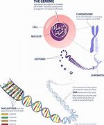 Image result for Difference Between Gene and DNA