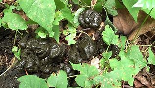 Image result for Fresh Black Bear Poop