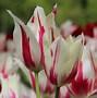 Image result for Tulipa Orange van Eijk