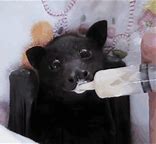 Image result for Mariana Fruit Bat