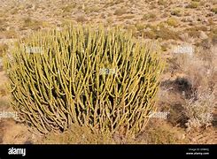 Image result for Cactus in Thar Desert