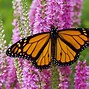 Image result for High Resolution Butterflies