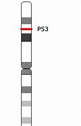 Image result for TP53 vs P53
