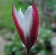 Image result for Tulipa Peppermintstick