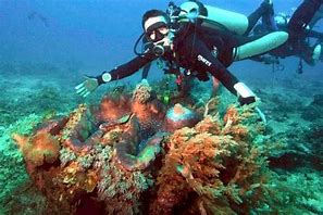 Image result for Largest Giant Clam