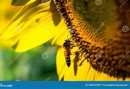Image result for Best Digital Camera for Easy Close Up Pictures