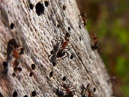 Image result for Baby Carpenter Ants