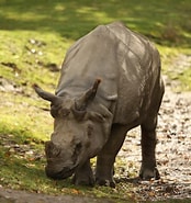 Image result for "rinoctes Nasutus". Size: 174 x 185. Source: michaelnoonanphotography.com