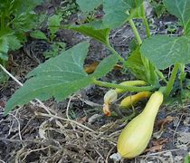 Image result for Yellow Crookneck Squash