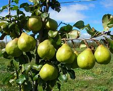 Image result for Dwarf Pear Trees Varieties