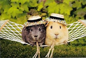 Image result for Fat Baby Guinea Pigs