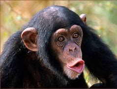 Image result for Monkey Ooh